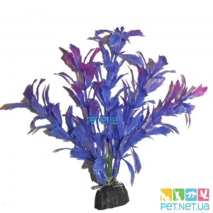 aquarium plants - 864_1000